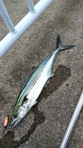 サゴシの釣果