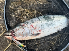 サクラマスの釣果