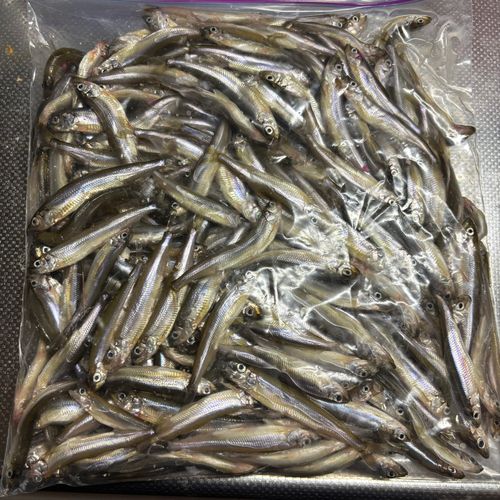 ワカサギの釣果
