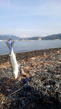 ボラの釣果
