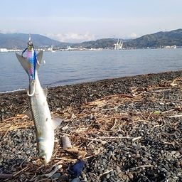 ボラ