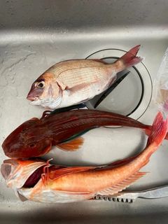 マダイの釣果
