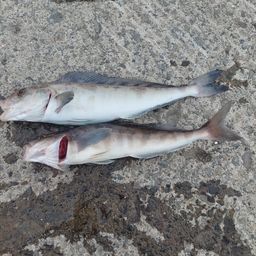 ホッケ