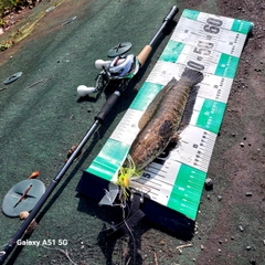 ライギョの釣果