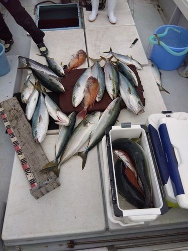 ブリの釣果