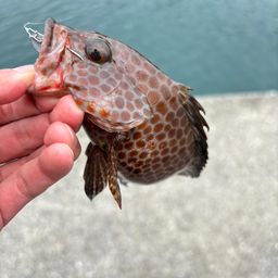 オオモンハタ