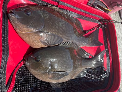 クロダイの釣果