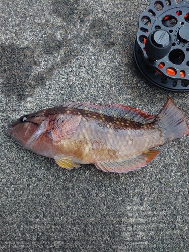 ベラの釣果