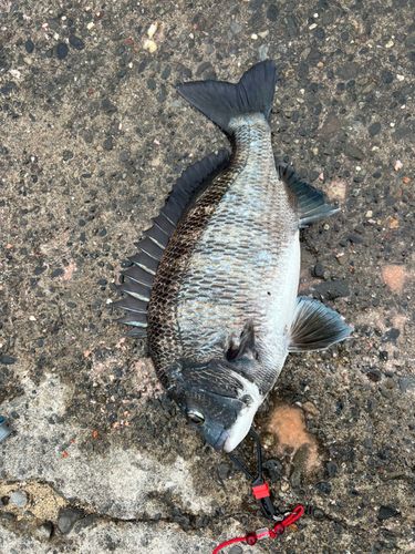 クロダイの釣果