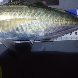 アジ