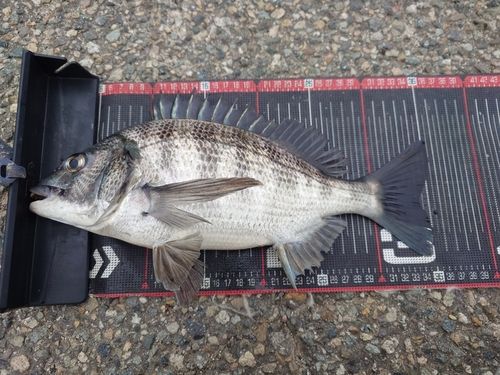 クロダイの釣果