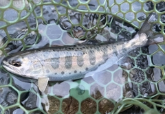 ヤマメの釣果