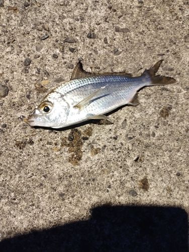 クロサギの釣果