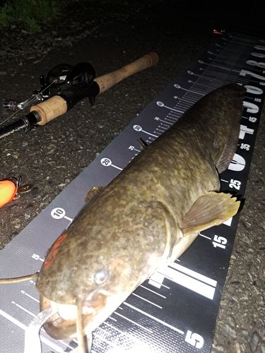 ナマズの釣果