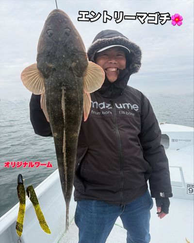マゴチの釣果