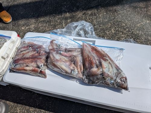 ヤリイカの釣果