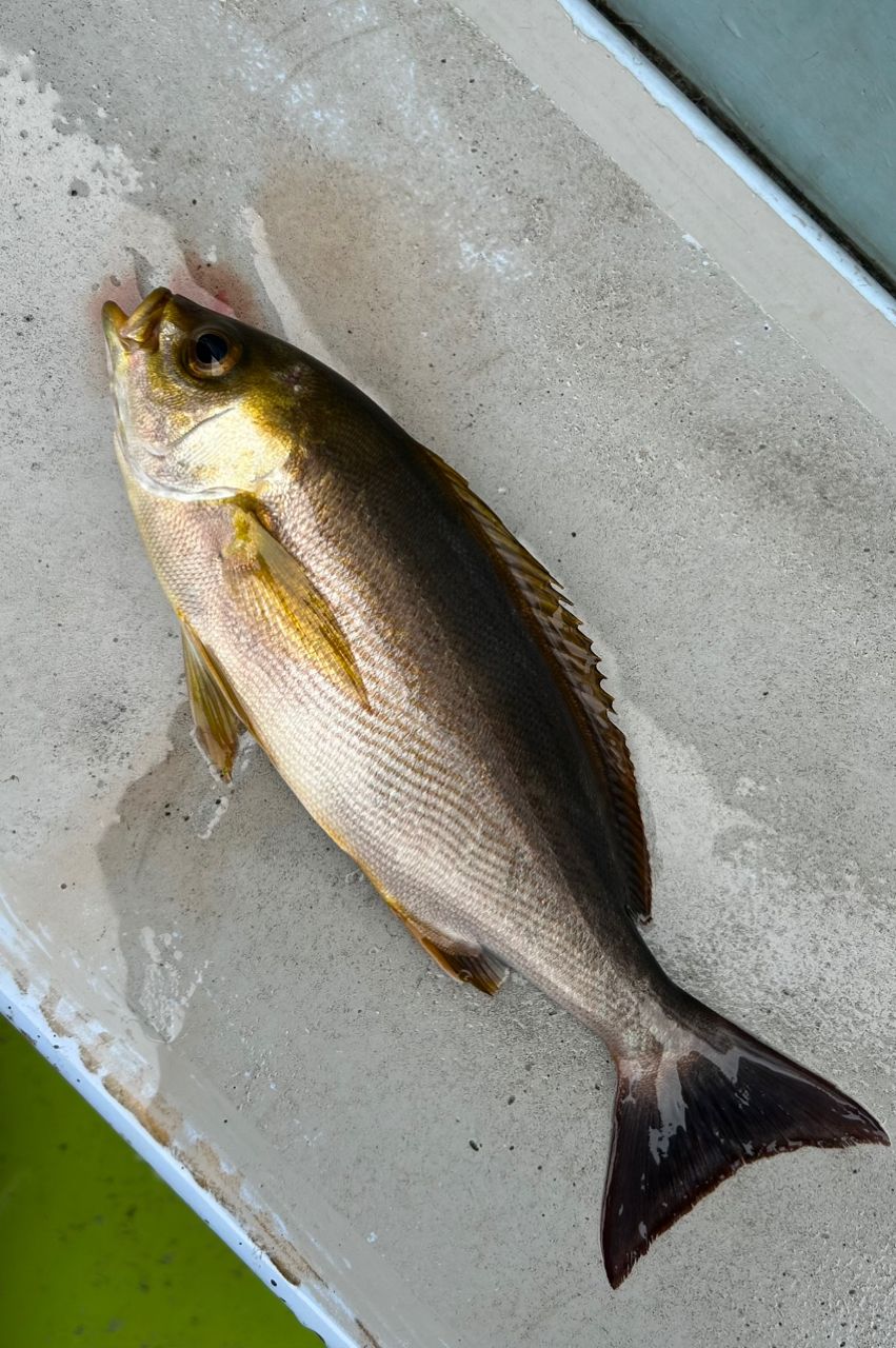 カゲ◯ウさんの釣果 2枚目の画像