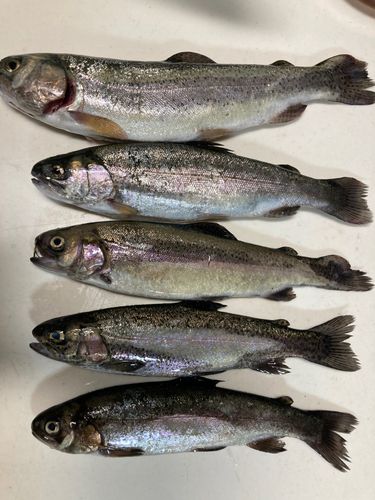 ニジマスの釣果