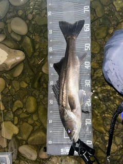 スズキの釣果