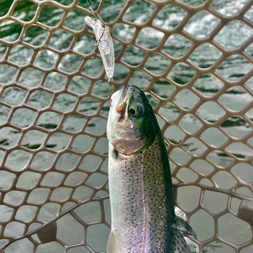 ニジマスの釣果