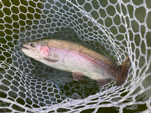 レインボートラウトの釣果