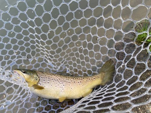 ブラウントラウトの釣果