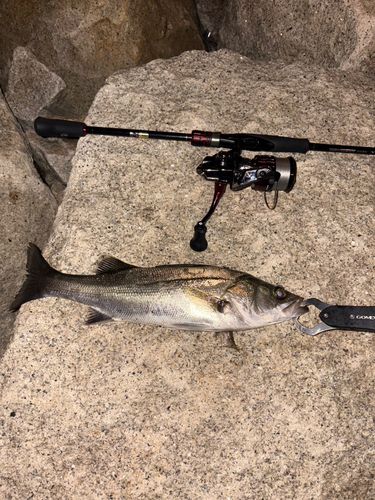 セイゴ（マルスズキ）