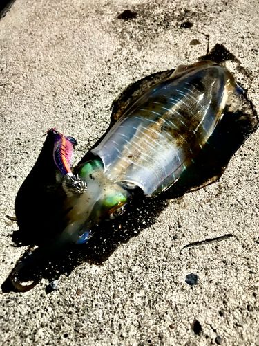 アオリイカの釣果