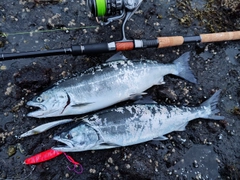 サクラマスの釣果