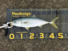 ワカシの釣果