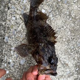 カサゴ