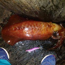 アオリイカ