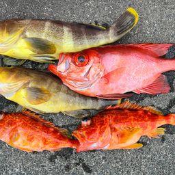 チカメキントキ