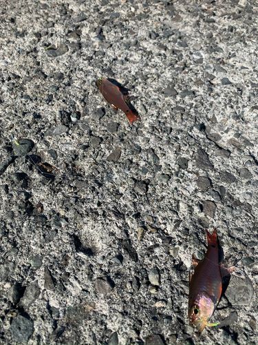 ネンブツダイの釣果
