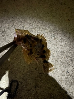 カサゴの釣果