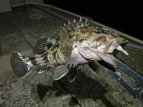 ガシラの釣果