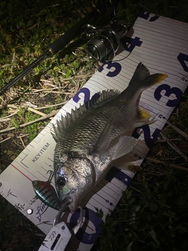 キビレの釣果