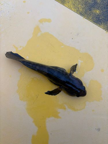 チチブの釣果