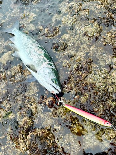 サクラマスの釣果