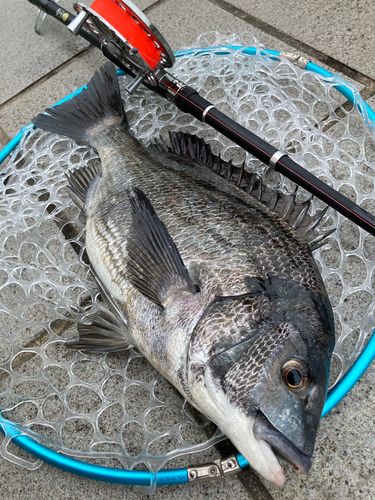 チヌの釣果