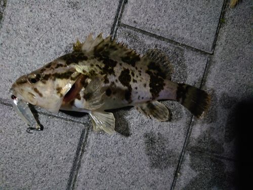 タケノコメバルの釣果