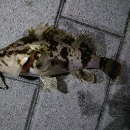 タケノコメバル