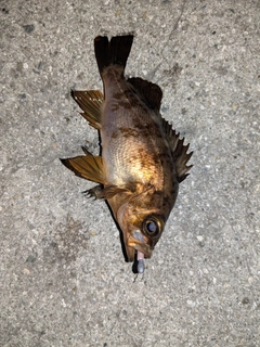 メバルの釣果