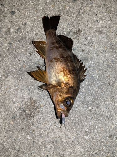 メバルの釣果