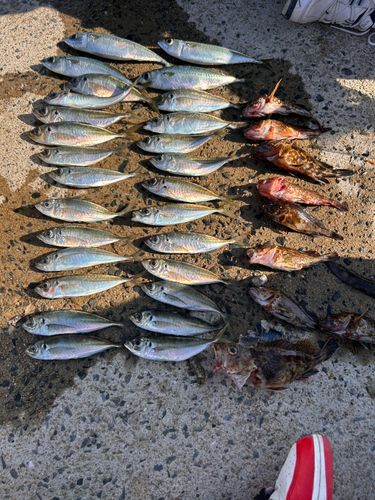 アジの釣果