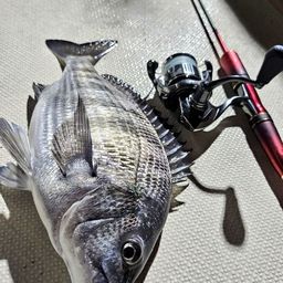 クロダイ