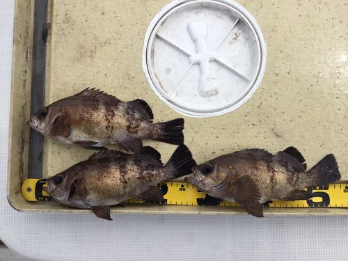 クロメバルの釣果