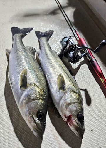 シーバスの釣果