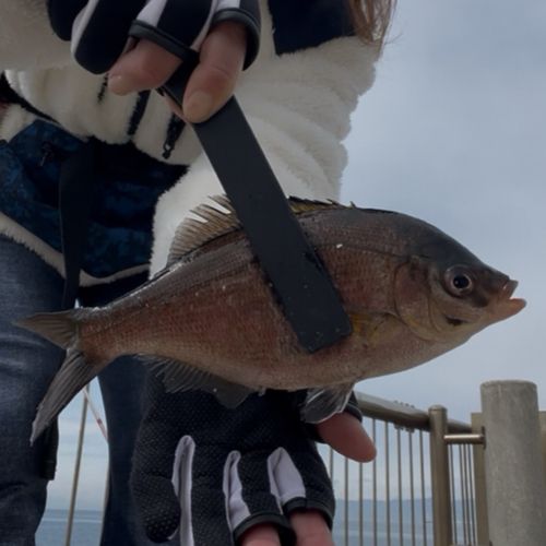 ウミタナゴの釣果