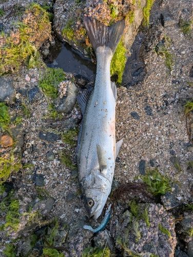 セイゴ（マルスズキ）の釣果
